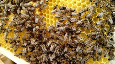 Bienen Honig (c) creativomedia GmbH - Alfred Santner